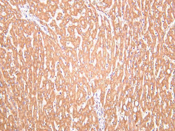 Human liver was stained with Anti-Neuropilin 1 rabbit antibody