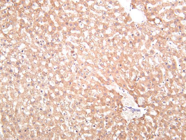 Rat liver was stained with anti-Neuropilin 1 rabbit antibody