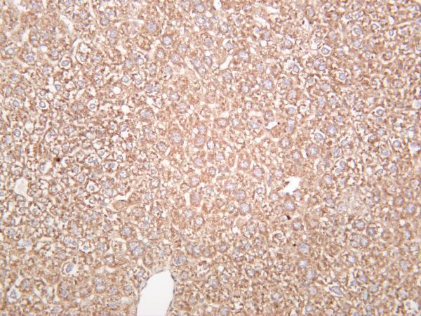 Mouse liver was stained with anti-Neuropilin 1 rabbit antibody