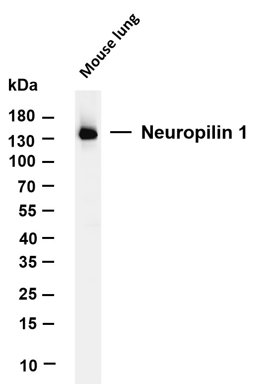 m01324 4 nrp1 primary antibodies wb testing 1