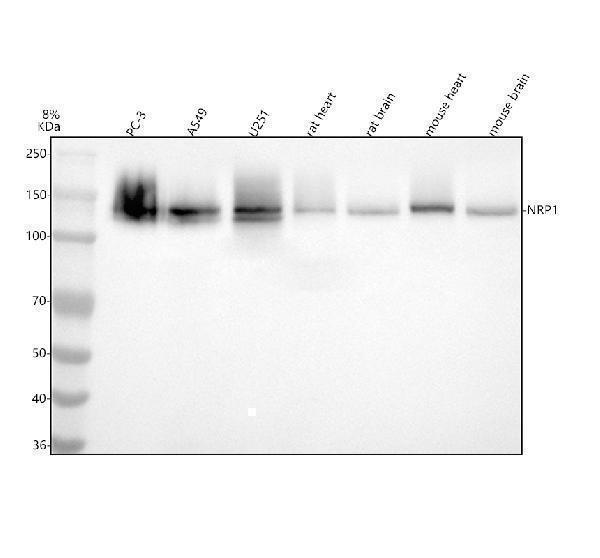  Western blot analysis of NRP1 using anti-NRP1 antibody (M01324)