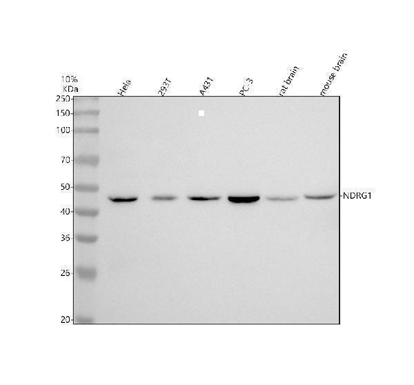 m01327 1 ndrg1 primary antibodies wb testing 1