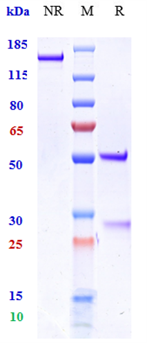 m01330 sds page