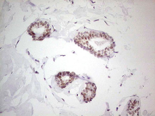 m01332 1 anti nr5a2 mouse monoclonal antibody clone id oti3h8 ihc testing 2