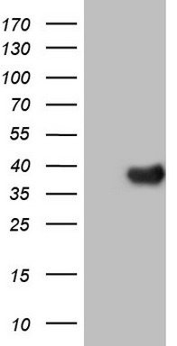 m01332 1 anti nr5a2 mouse monoclonal antibody clone id oti3h8 wb testing 1