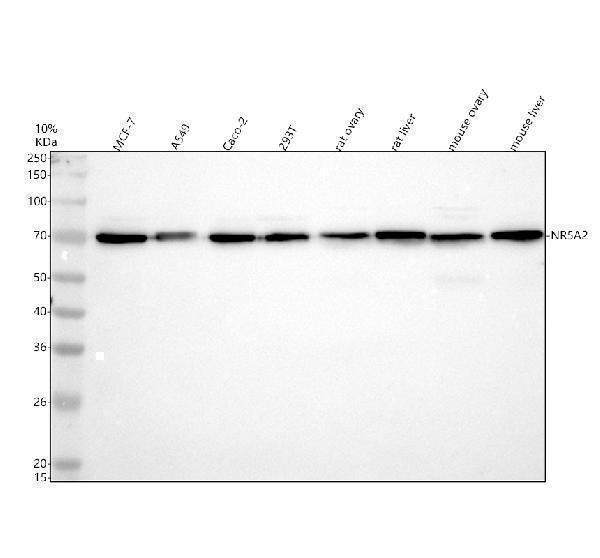 m01332 nr5a2 primary antibodies wb testing 1