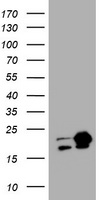 m01334 1 anti nm23a nme1 mouse monoclonal antibody clone id oti4h2 wb testing 1