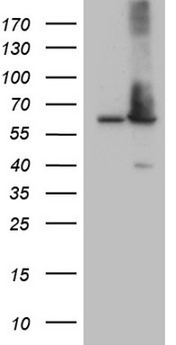 m01336 anti adracalin aaas mouse monoclonal antibody clone id oti5b10 wb testing 1