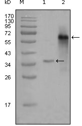 m01337 ncoa3 primary antibodyes wb testing 1