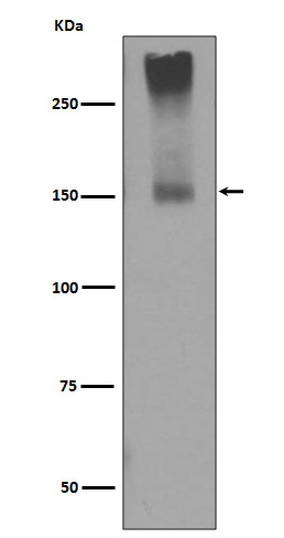 m01338 wb