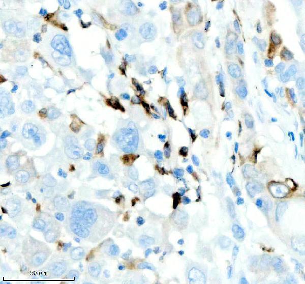 m01340 2 cd74 primary antibodies ihc testing 4_1