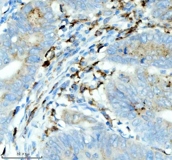 m01340 2 cd74 primary antibodies ihc testing 5_1