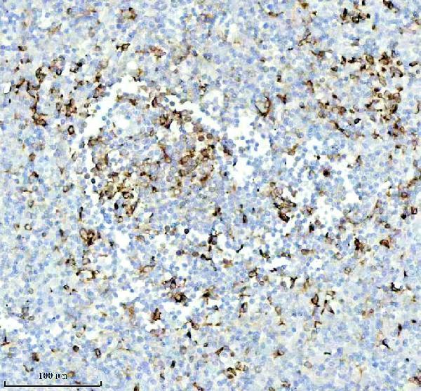 m01340 2 cd74 primary antibodies ihc testing 6_1