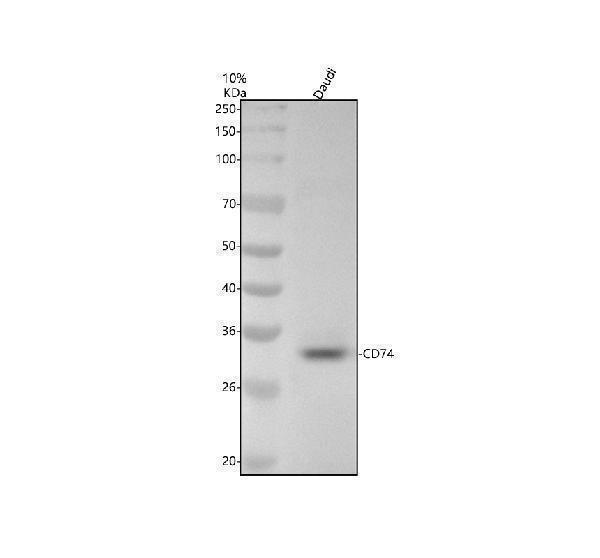 Western blot analysis of CD74 using anti-CD74 antibody (M01340-2)