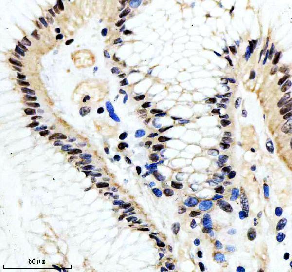 m01343 cdc25c primary antibodies ihc testing 3