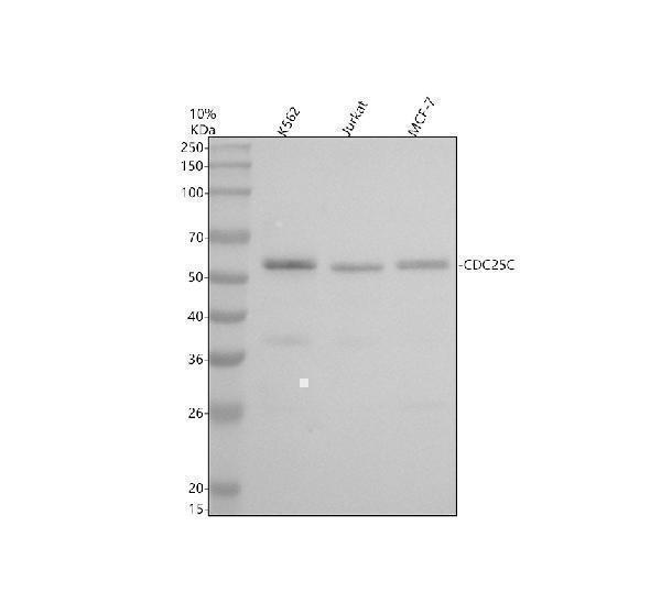 Western blot analysis of CDC25C using anti-CDC25C antibody (M01343)