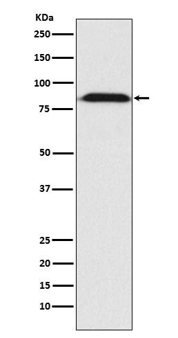 Western blot analysis of Furin expression in HepG2 cell lysate