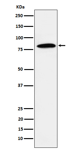 Western blot analysis of DBF4 expression in Jurkat cell lysate