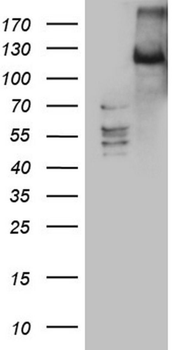 m01352 anti lats2 mouse monoclonal antibody clone id oti2d3 wb testing 1