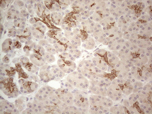 m01355 1 anti cdc6 mouse monoclonal antibody clone id oti1a4 ihc testing 3