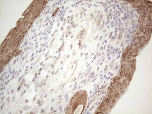 m01355 1 anti cdc6 mouse monoclonal antibody clone id oti1a4 ihc testing 5