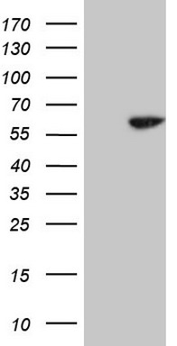 m01355 1 anti cdc6 mouse monoclonal antibody clone id oti1a4 wb testing 1
