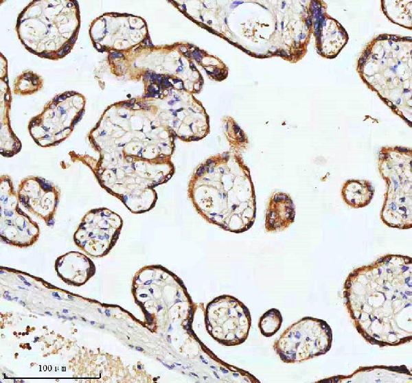 m01357 2 krt18 primary antibodies ihc testing 2