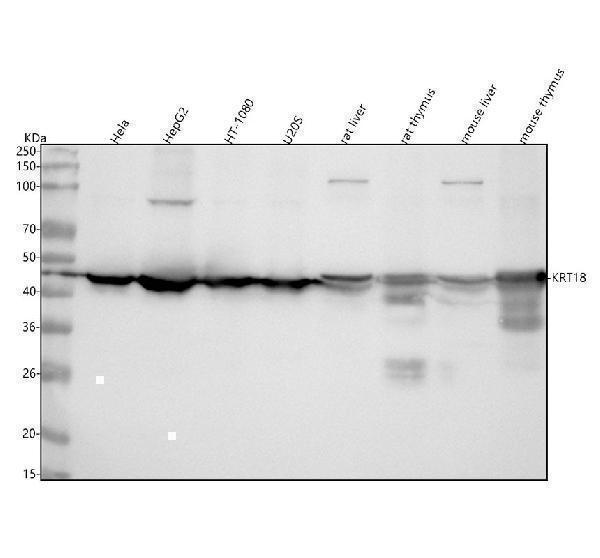 m01357 2 krt18 primary antibodies wb testing 1