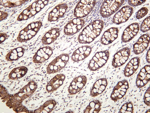 Human colon was stained with anti-Cytokeratin 18 rabbit antibody