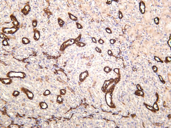 Mouse kidney was stained with anti-Cytokeratin 18 rabbit antibody