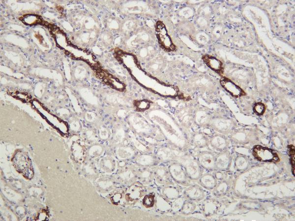 m01357 5 krt18 primary antibodies ihc testing 4