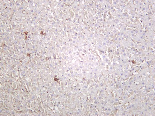 Rat liver was stained with anti-Cathepsin D rabbit antibody