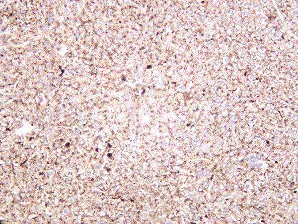 Mouse liver was stained with anti-Cathepsin D rabbit antibody