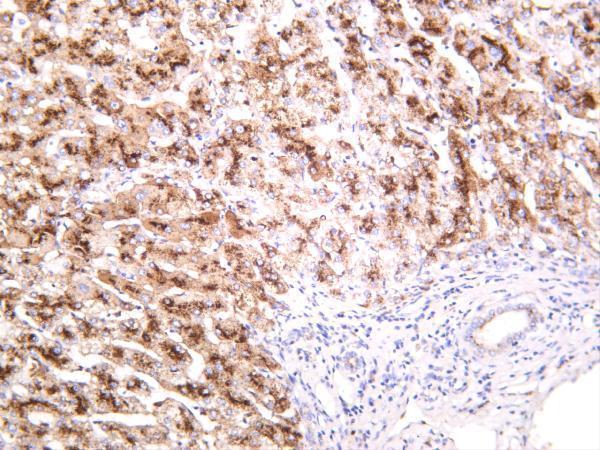 m01361 1 ctsd primary antibodies ihc testing 4