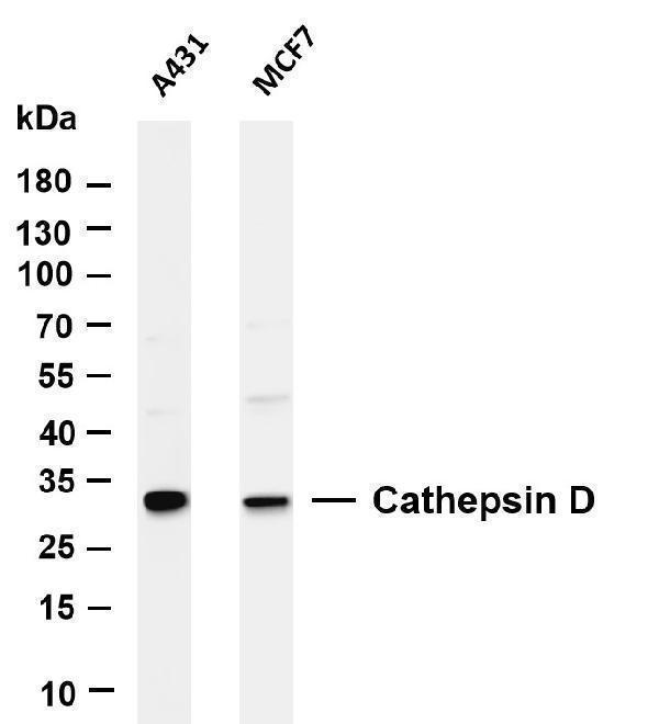 m01361 1 ctsd primary antibodies wb testing 5