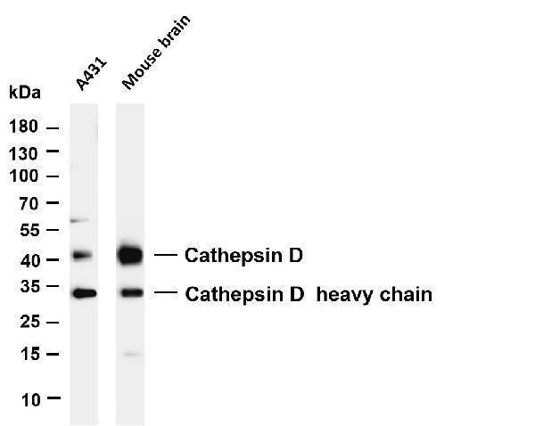 m01361 1 ctsd primary antibodies wb testing 6