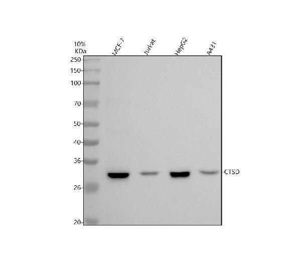 m01361 ctsd primary antibodies wb testing 1