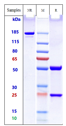 Anti-Amyloid Alpha Reference Antibody (birtamimab) on SDS-PAGE under reducing (R) condition