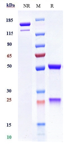 Anti-MICA Reference Antibody (CLN-619) on SDS-PAGE under reducing (R) condition