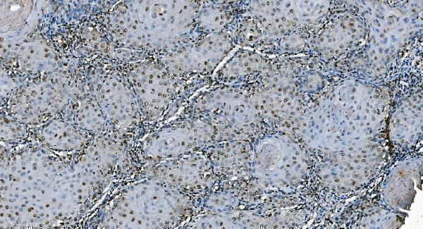 m01367 2 cdc45l primary antibodies ihc testing 4