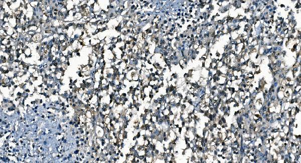 m01367 2 cdc45l primary antibodies ihc testing 5