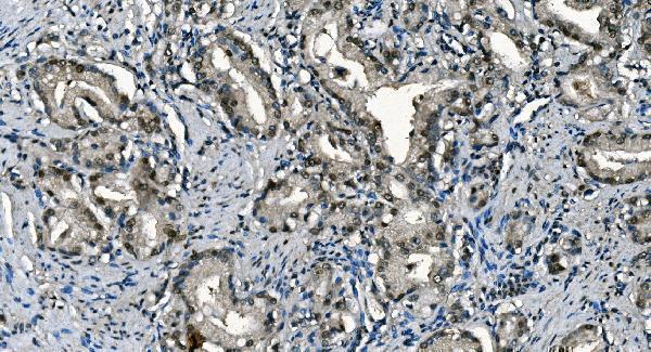 m01367 2 cdc45l primary antibodies ihc testing 6
