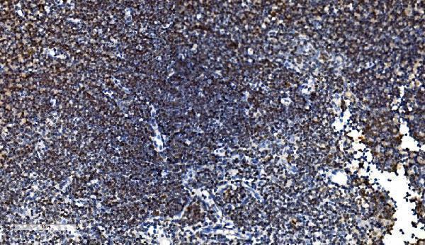 m01367 2 cdc45l primary antibodies ihc testing 8