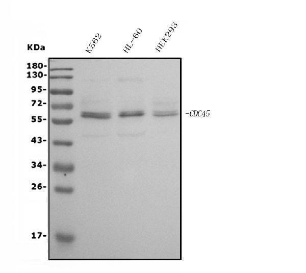 m01367 2 cdc45l primary antibodies wb testing 1
