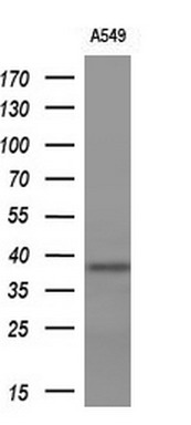 m01373 anti igfbp2 mouse monoclonal antibody clone id oti1a7 wb testing 2