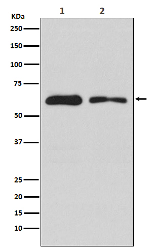 Western blot analysis of DOPA Decarboxylase expression in (1) 293T cell lysate; (2) RAW 264 