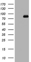 m01376 anti dna polymerase iota poli mouse monoclonal antibody clone id oti1c8 wb testing 1