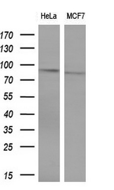 m01376 anti dna polymerase iota poli mouse monoclonal antibody clone id oti1c8 wb testing 2