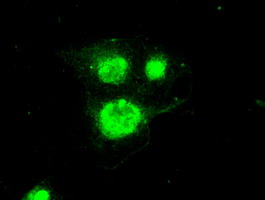 m01378 1 anti periostin postn mouse monoclonal antibody clone id oti1a1 if testing 2