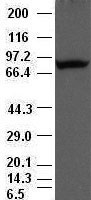 m01378 1 anti periostin postn mouse monoclonal antibody clone id oti1a1 wb testing 1